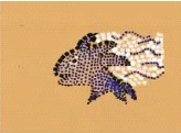Pasted Graphic 6